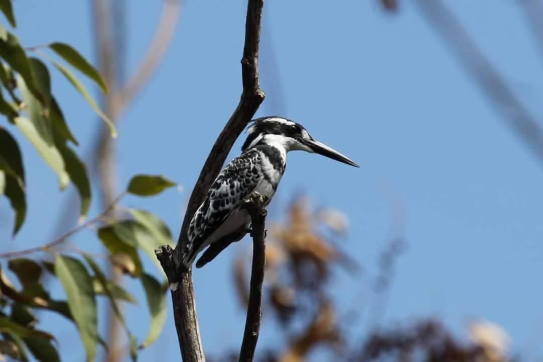 Fish Eagle Manor Bed and Breakfast East London Buitenkant foto